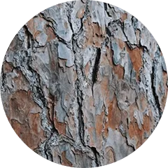 Silver-Oak Bark