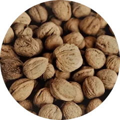 Soapnut